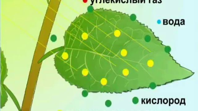 Питание растений