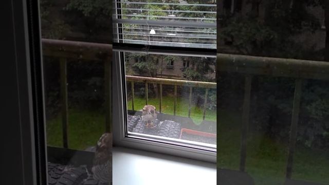 ястреб ест голубя смотреть онлайн