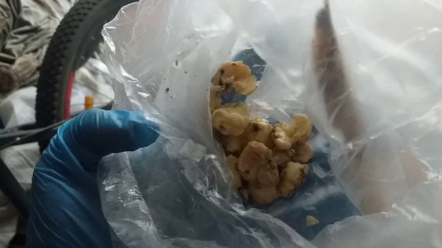 С виду здоровая курица ничего не ест. Непроходимость кишечника у кур. Лечим курочку