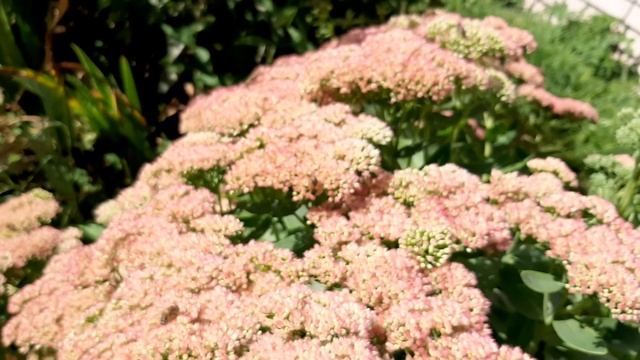 Странный осенний медонос. смотреть онлайн