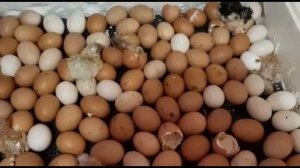 МОИ ПУШИСТИКИ # КАК ВЫВЕСТИ ЦЫПЛЯТ В ИНКУБАТОРЕ # МОЙ ОПЫТ #