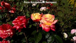 4 РОЗЫ - настоящие шедевры среди чайно-гибридных сортов! Это одни из лучших сортов моей коллекции!