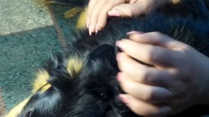 IF #3 Клещ на собаке Как вытащить клеща у собаки How to remove a tick from the dog 怎麼去去掉勾選 20160317