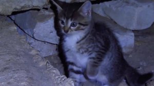 Милые котята живут в подвале