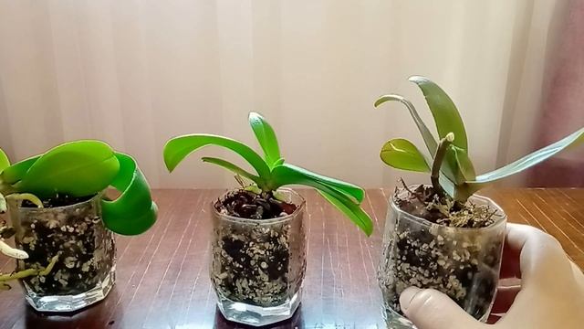 Как ухаживать за мини орхидеями в домашних условиях?