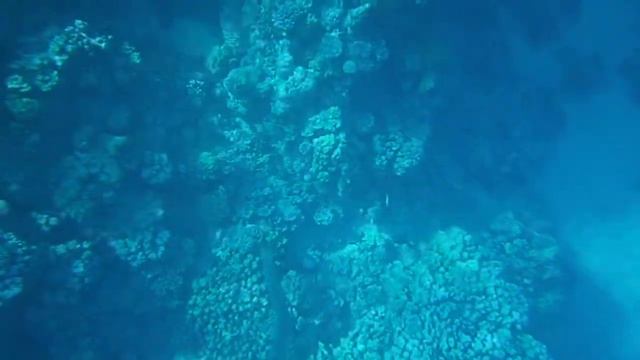 Giant moray (Гигантская мурена), Coral reefs, Melia Sharm смотреть онлайн