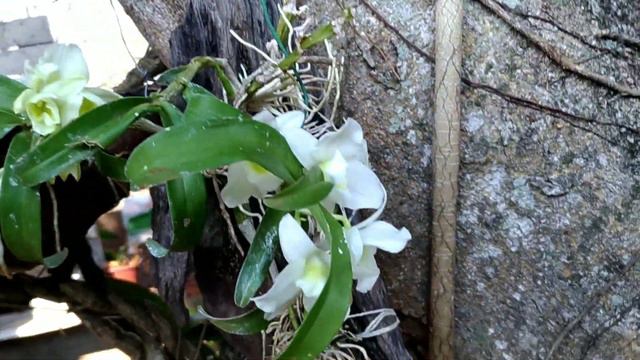 16- Cattleya Nobilior em floração смотреть онлайн