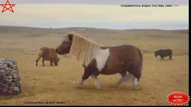 классные животные смотреть всем!!!!!!!!! смотреть онлайн