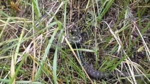 Гадюка обыкновенная.