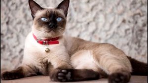 6 пород кошек, которые почти не линяют и не портят ковры шерстью