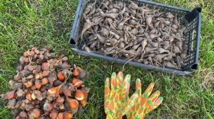 Посадка нарциссов, тюльпанов / сентябрь /