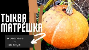 Тыква. Сорт Матрёшка.