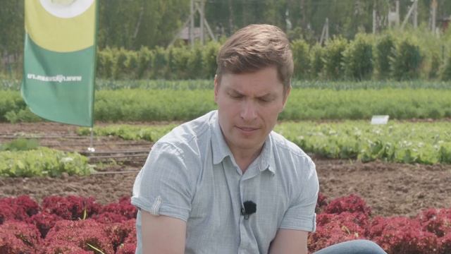 Хрустящий салаты Экспертайз от Rijk Zwaan