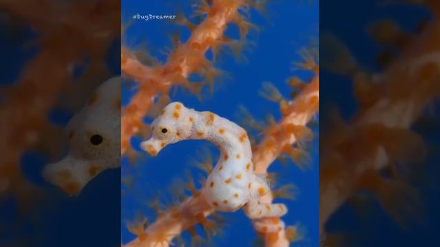 Дениз Карликовый смотреть онлайн