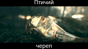 The Witcher 3: Wild Hunt - Complete Edition ▶ Птичий череп