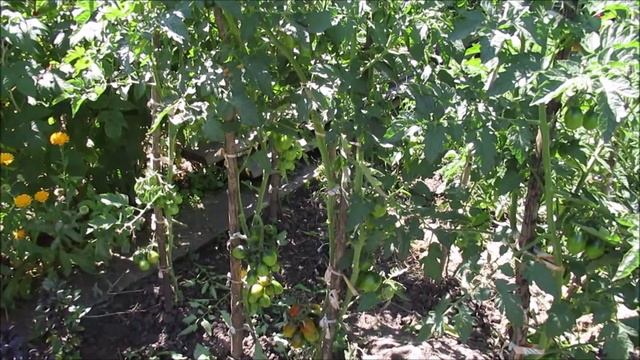 Дачная "короткометражка" смотреть онлайн