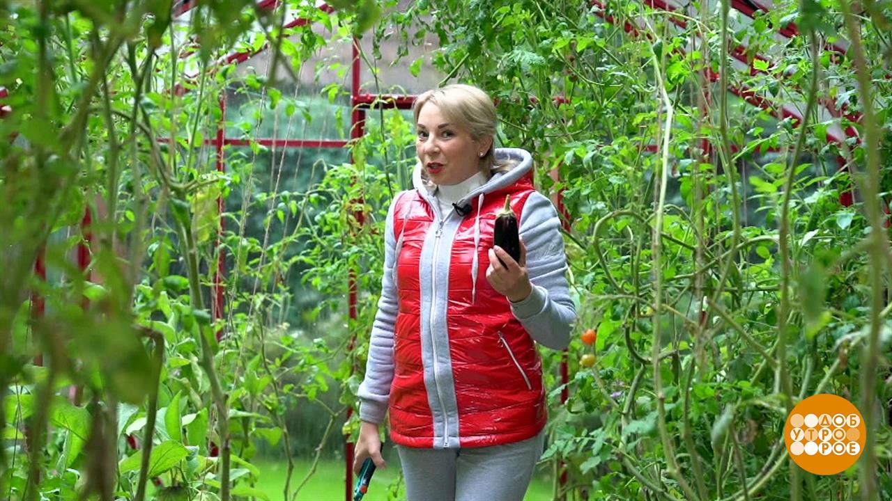 Наводим порядок в теплице. Доброе утро. Суббота. Фрагмент выпуска от 11.09.2021