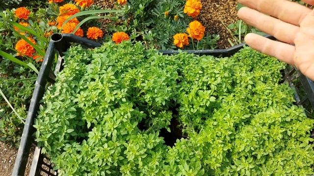 Базилик мелколистный - шикарная культура для сада. Декоративно пряная культура. (сада райхон)