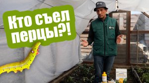 Все перцы объели за ОДНУ ночь! Главные вредители перцев! Обработки от тли, белокрылки и совки