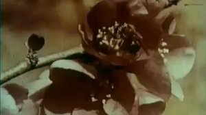 Грузинская пчела пчеловодство