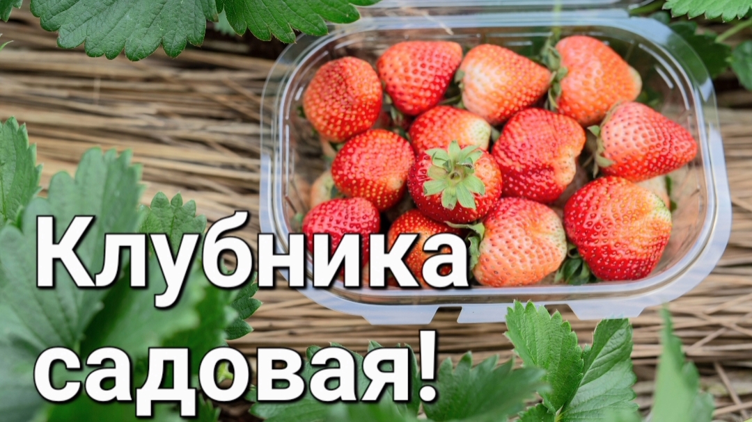Клубника весной уход.