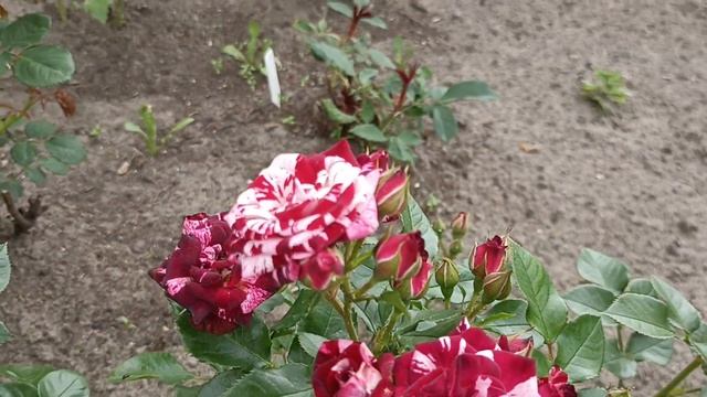 Помогите узнать сорт розы 2 . смотреть онлайн