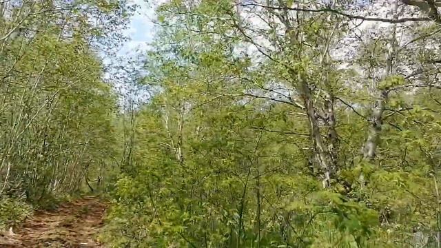 Как мы СОБИРАЛИ И солили папоротник. КАМЧАТСКИЙ ПАПОРОТНИК. ???