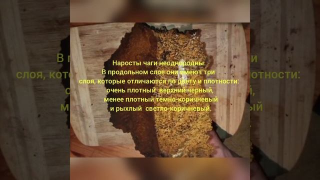 Чага из Карелии: три слоя. Разница во внешнем виде и содержание полимеров .