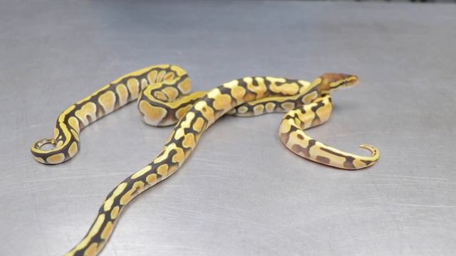 These Ball Pythons AREN’T NORMAL || WORLDS FIRST Desert Ghost!
