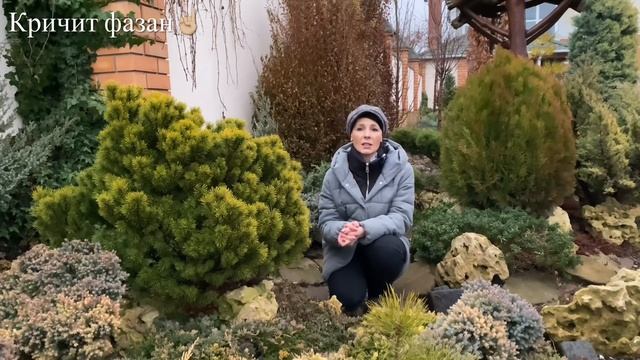 Перепады температур ЧТО В САДУ? Шютте хвойных, чернота на растениях смотреть онлайн