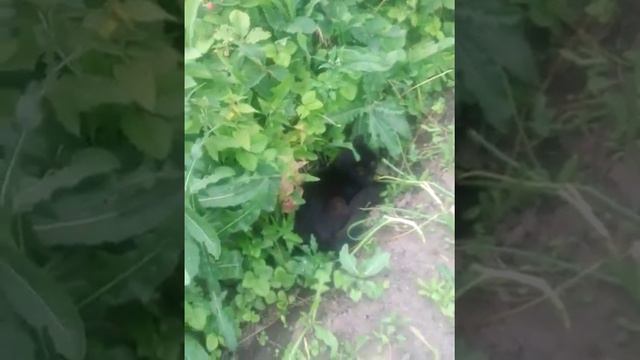 Котенок играет на улице смотреть онлайн