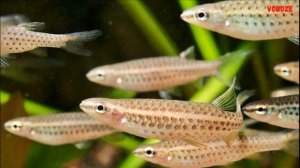 Аквариумная рыбка Пятнистая Копеина Содержание Разведение Совместимость