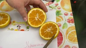 Санбокан (Sanbokan Lemon Tree - Citrus sulcata ‘Sanbokan’)