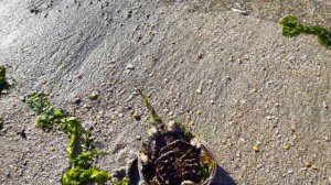 Мечехвост в Нью-Йорке Интересные факты