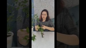 Формирующая обрезка Мальпигии Глабра (Ацерола нана) и граната карликового Нана . 15.02.2022