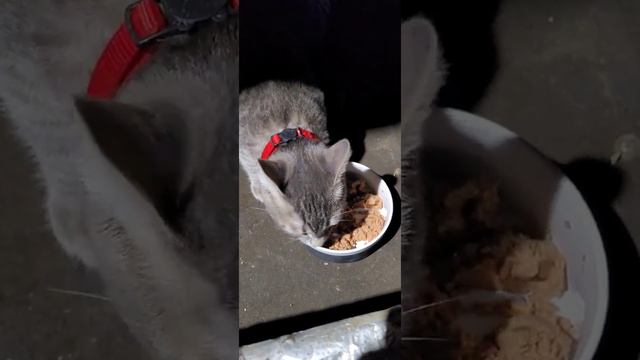 Едем в Москву смотреть онлайн