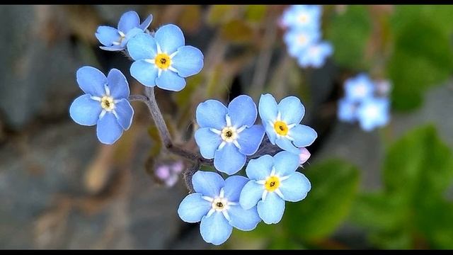 Игорь Северянин  Поэза о незабудках #стихиолете#поэтыСеребряноговека