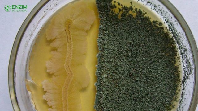 Сумісність Bacillus subtilis та Trichoderma. Фунгіциди Фітодоктор і Триходермін в одній суміші.