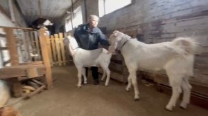 Продажа 89658788009 козы Гулаби и Камори  15-10-2023