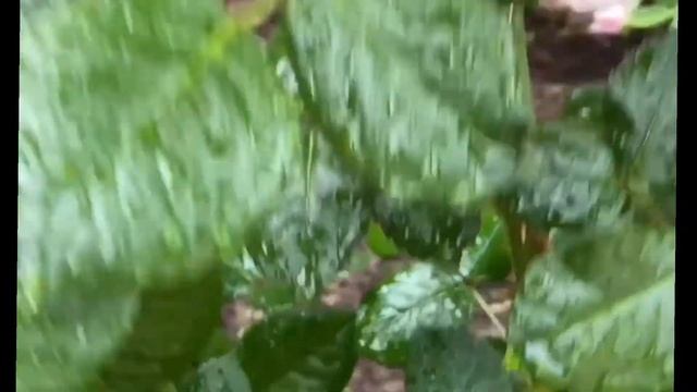 Роза АФРОДИТА ???? A???????? смотреть онлайн