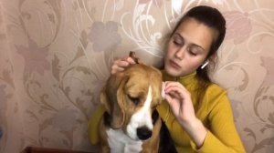 Как ПРАВИЛЬНО и не сложно почисть собаке уши !