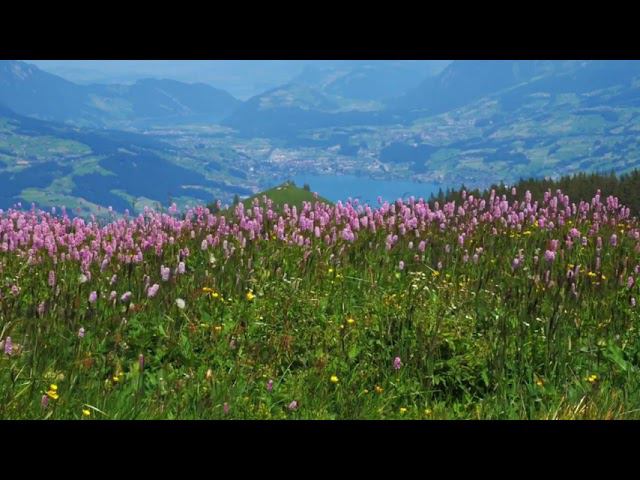 Эдуард Асадов - Моя любовь смотреть онлайн