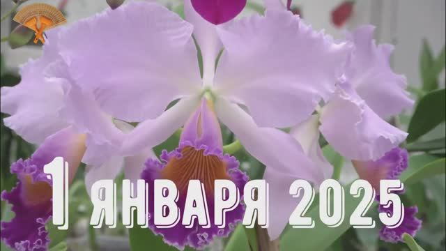 Грабли веерные Для любителей канала Грабли Live  01 01 2025