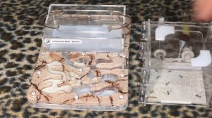 Муравьи ? 0.5 Переселение африканских хищников. Camponotus fellah