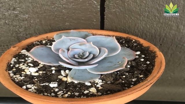 Echeveria Pollux - planta suculenta Híbrida que poucos conhecem !! смотреть онлайн