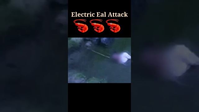 Electric Eel Attack। #short