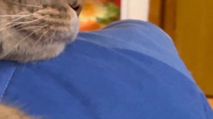 Откуда у кошек прыщики 🙀 что делать?🙀🙀🙀🙀