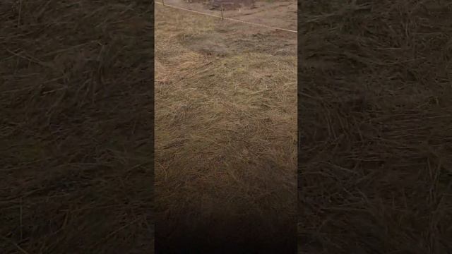 "Идеально ровный участок!" #строимдоммечты #баняподключ #баня