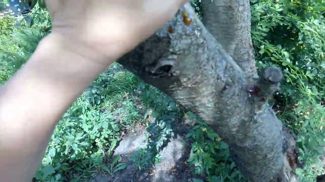 34.ПОГУЛЯЕМ-ПОБОЛТАЕМ!!!ЛАЙФАК ОТ МЕНЯ!!!КАК БЫСТРО ПОЧИСТИТЬ МНОГО ЧЕСНОКА,ЕСЛИ ЭТО НЕОБХОДИМО!!! смотреть онлайн