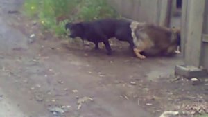 Слипшиеся Собаки!!
